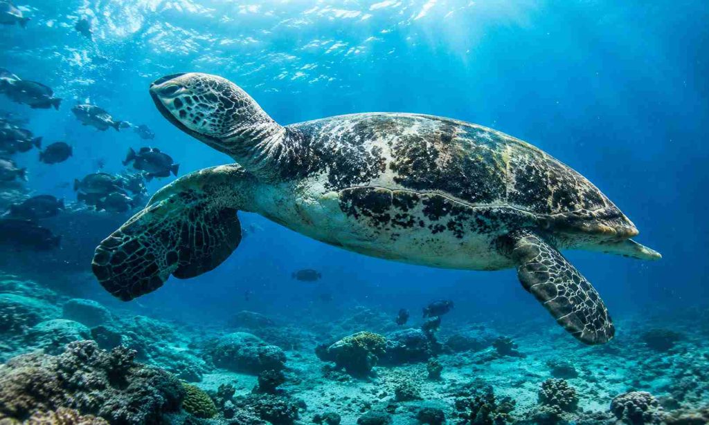 Green sea turtle swimming above coral reefs in Bunaken Marine Park, North Sulawesi, Indonesia, surrounded by tropical marine life and crystal-clear waters | Komera.net
